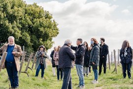 Viva a verdadeira experiência de vindimar neste programa de enoturismo